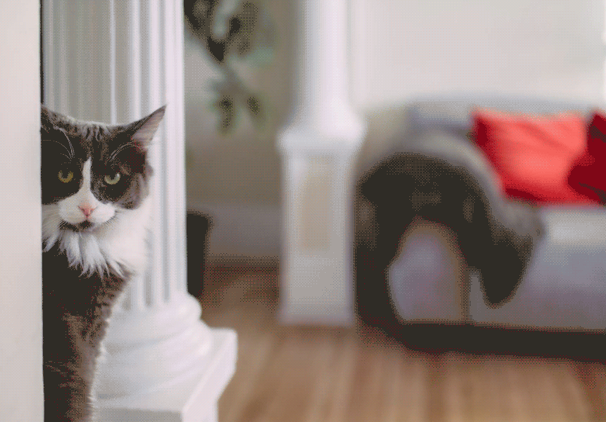 care_dtl_1775957649_2675.gif